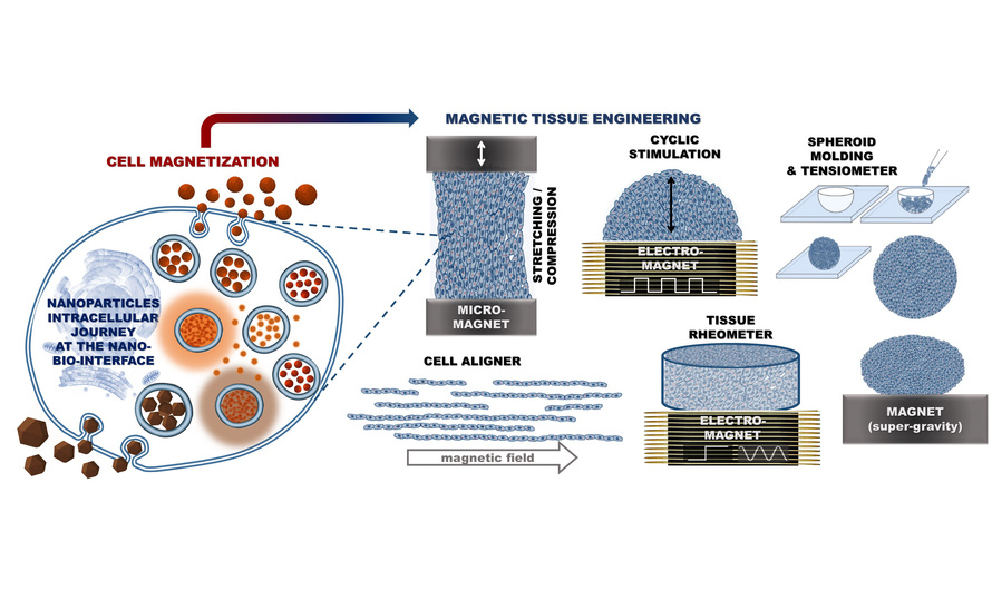 magnetic tissue engineering approaches