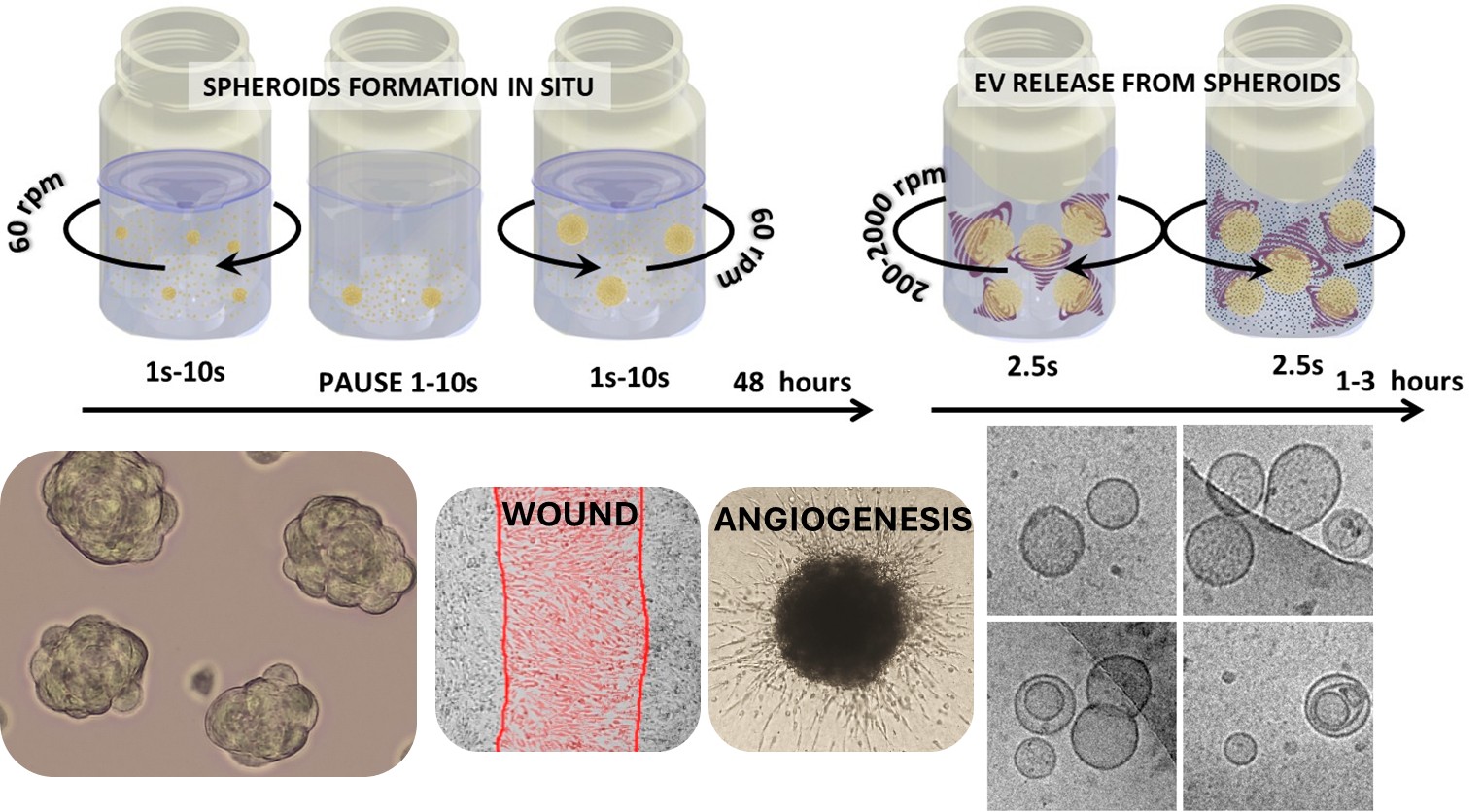 Hydrodynamic shear stress stimulation for the mass production of extracellular vesicles