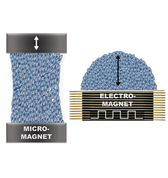 accueil lien nano magnetic tissue engineering