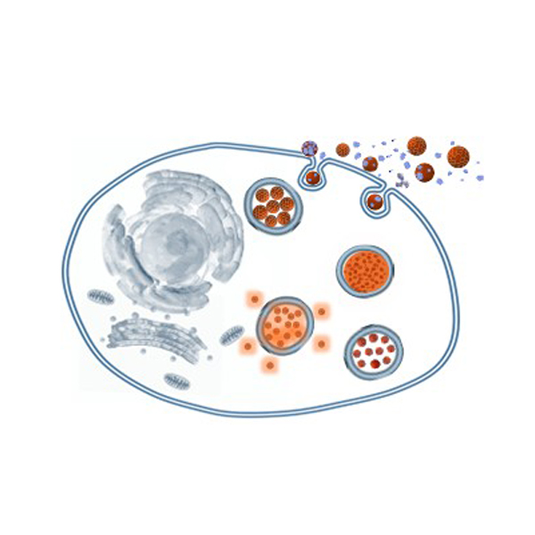 NANOPARTICLES BIOTRANSFORMATIONS AND BIOPRODUCTION